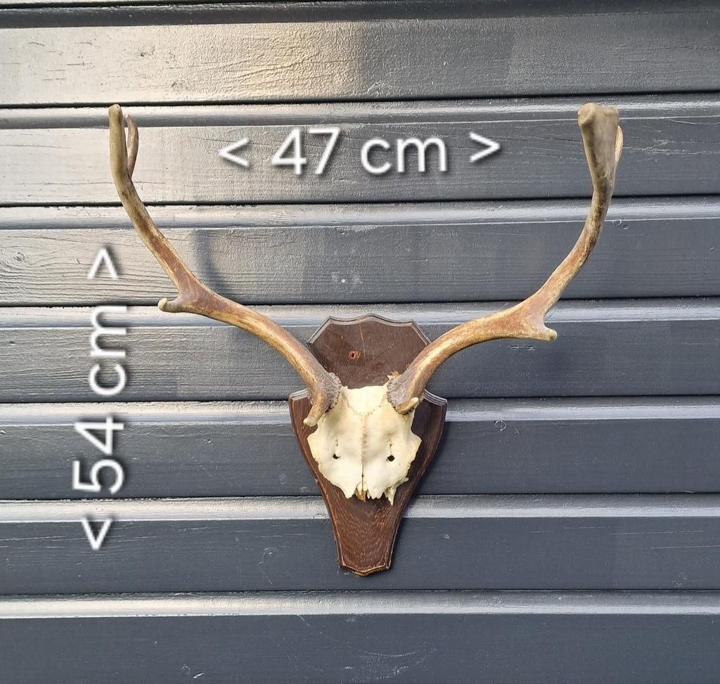 Eland gewei op schild - Vintage wanddecoratie, Verzamelen, Dierenverzamelingen, Gewei of Kop, Hert, Ophalen of Verzenden