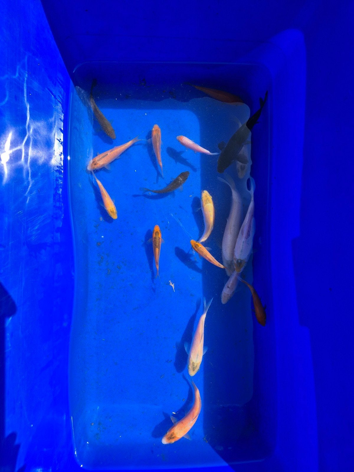 Koi karpers, Karper of Koi