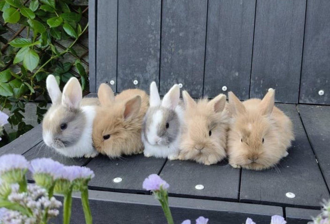 Lieve babykonijntjes (nhd x leeuwenkop), Dieren en Toebehoren, Konijnen, Mannelijk, Dwerg, Hangoor, 0 tot 2 jaar