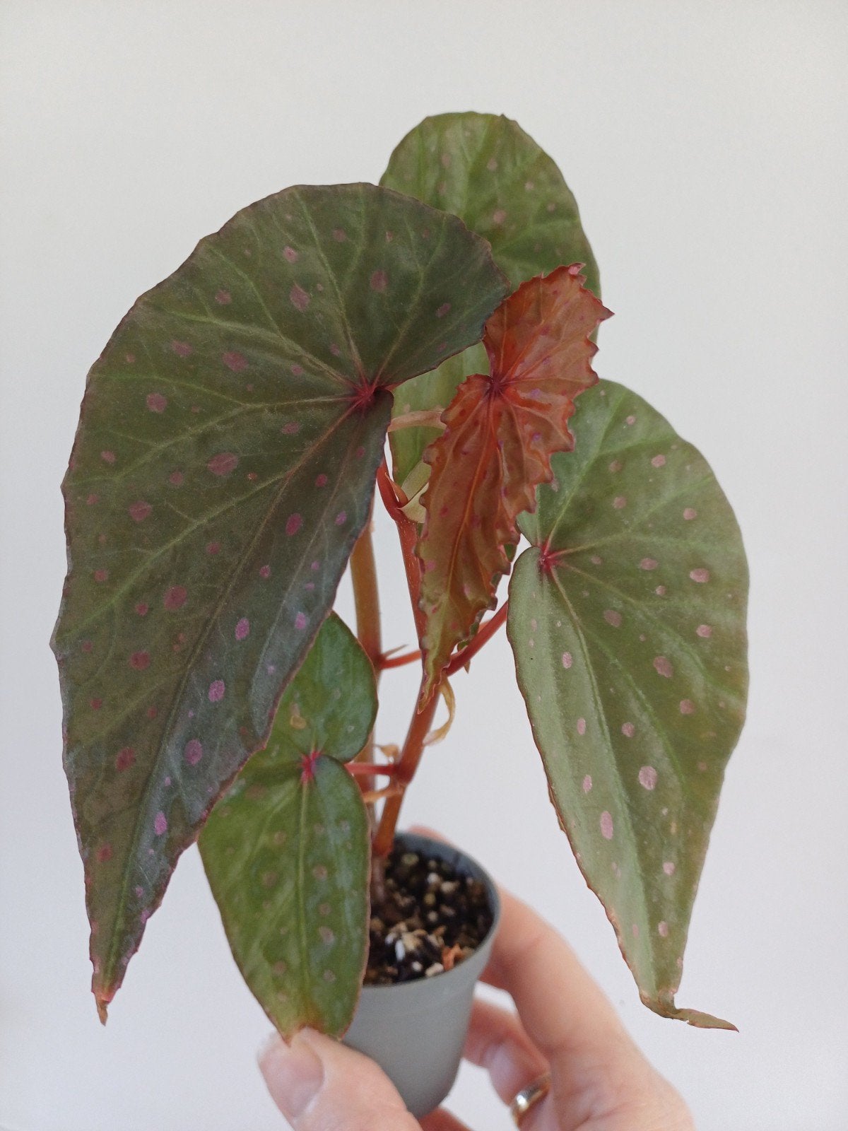 Begonia Malachosticta, Huis en Inrichting, Kamerplanten, Verzenden, Halfschaduw, Minder dan 100 cm
