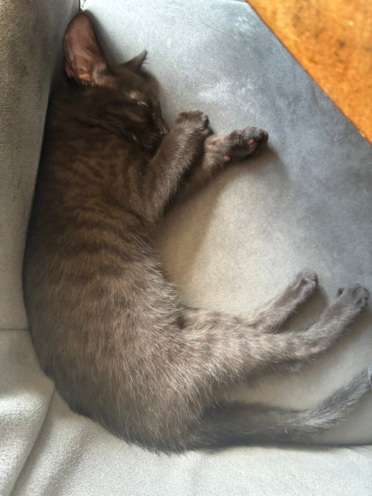 2 kittens te koop Ragdoll/britse korthaar, Meerdere dieren, Ontwormd