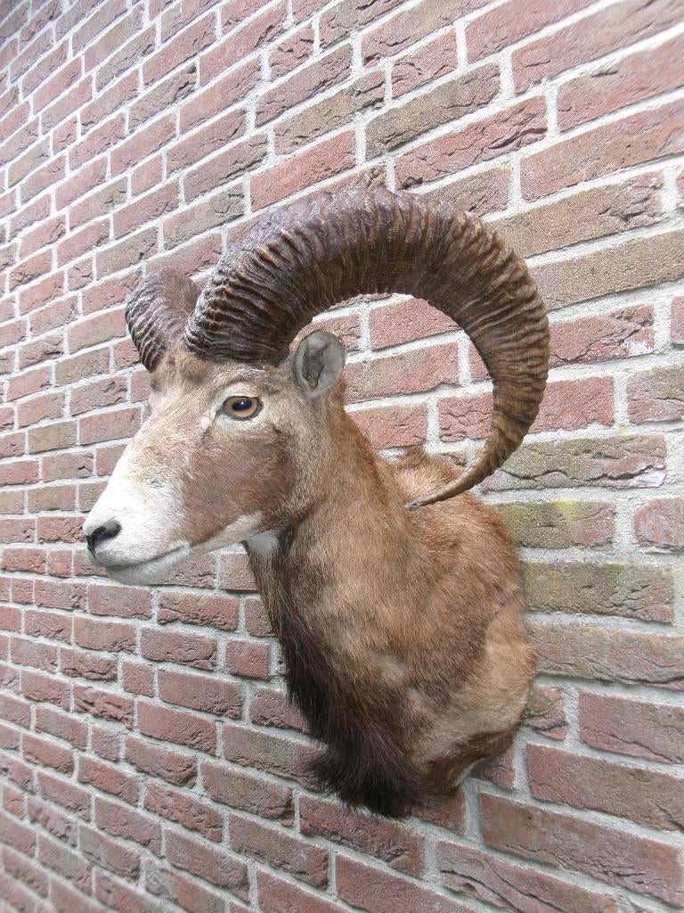 Schitterende grote opgezette Moeflon kop met grote hoorns, Ophalen of Verzenden, Zo goed als nieuw, Wild dier, Opgezet dier