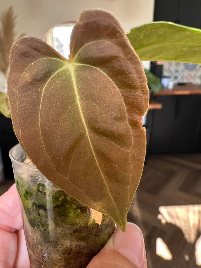 Anthurium FSxRL grim reaper x papillilaminum RA6x1, Ophalen, Halfschaduw, Minder dan 100 cm
