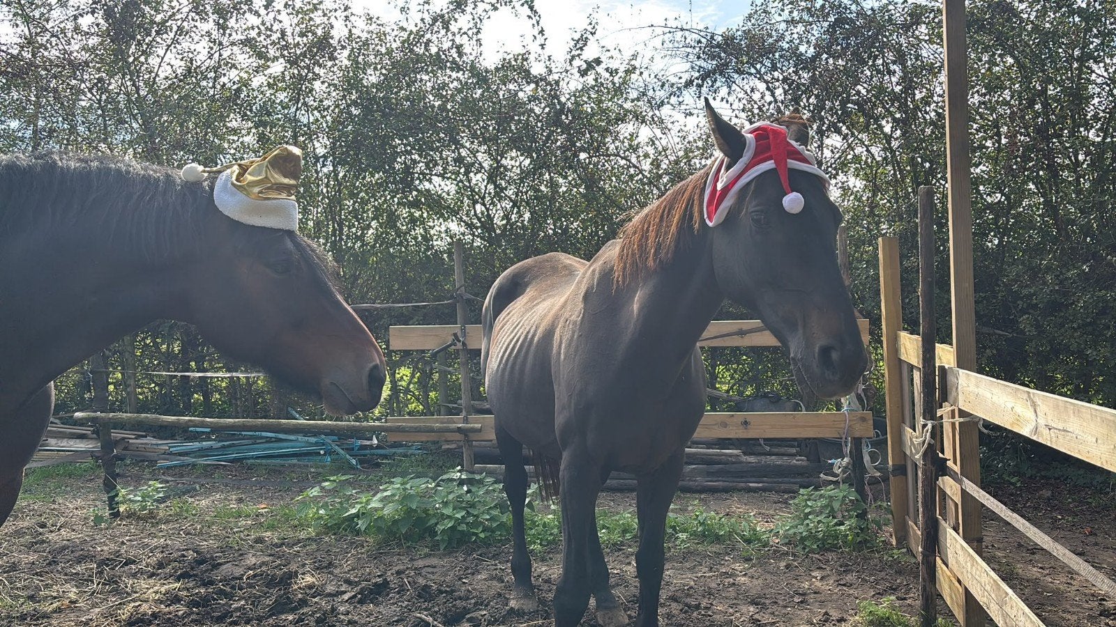 weidemaatje gezocht voor onze merry, Ophalen