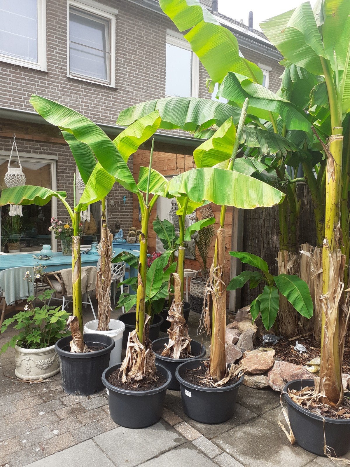 Prachtige Musa Basjoo Bananenbomen/ bananenplanten, Ophalen, Volle zon, Vaste plant, Zomer
