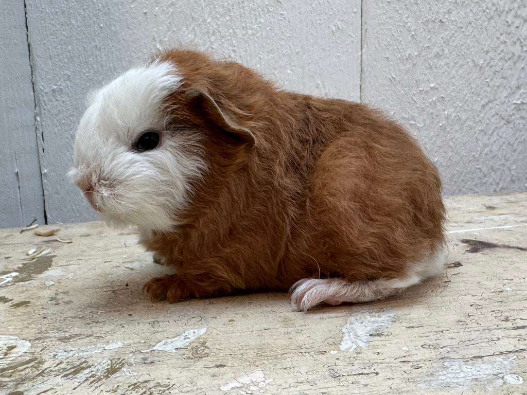 CH Teddy cavia beertje, Dieren en Toebehoren, Knaagdieren, April, Mannelijk, Cavia