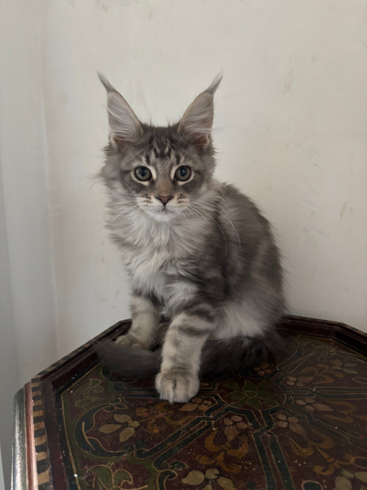 Maine Coon poesje beschikbaar , met stamboom, Dieren en Toebehoren, Meerdere dieren, Met stamboom, 0 tot 2 jaar