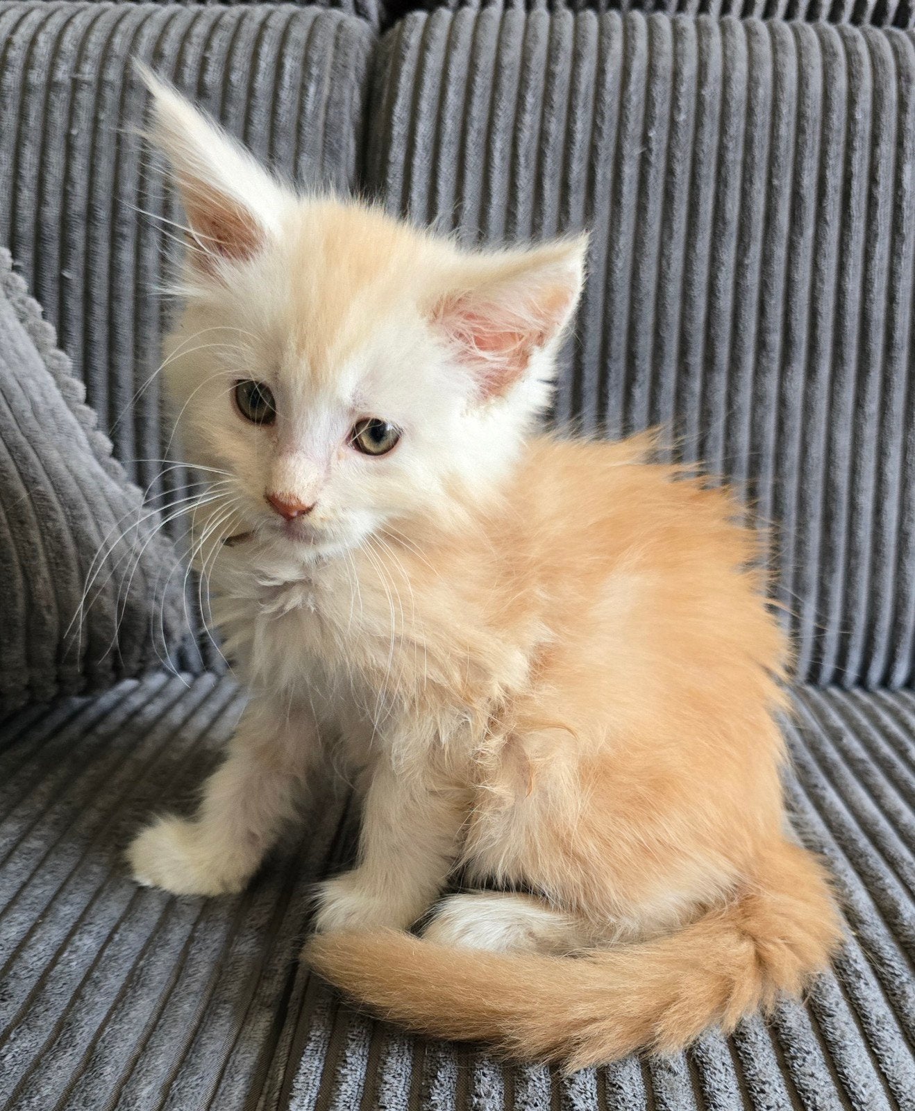 heel mooi rood/zilver mainecoon poesje met stamboom, Poes, Met stamboom, 0 tot 2 jaar