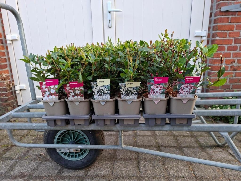 Diverse soorten Viburnum (sneeuwbal) in pot!, Tuin en Terras, Planten | Tuinplanten, Ophalen, Overige soorten, Halfschaduw