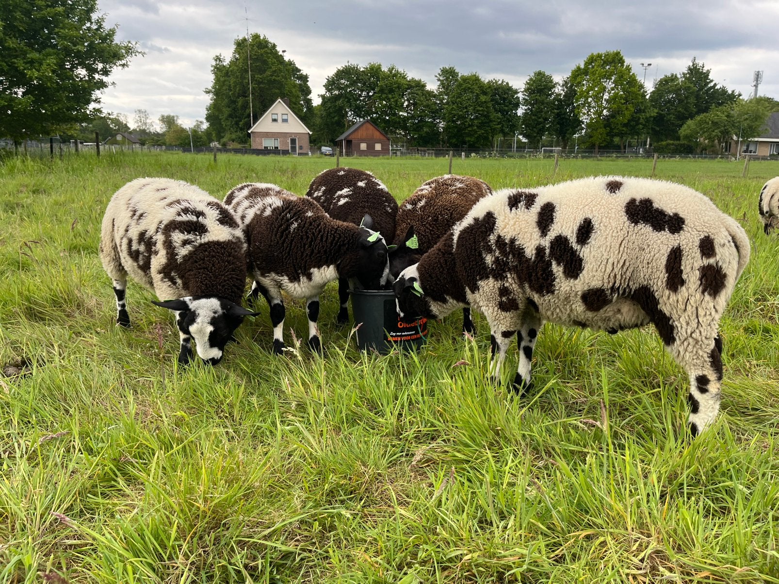 Te koop: mooie luxe bonte rammen, Dieren en Toebehoren, Schapen, Geiten en Varkens, Meerdere dieren, Schaap, 0 tot 2 jaar