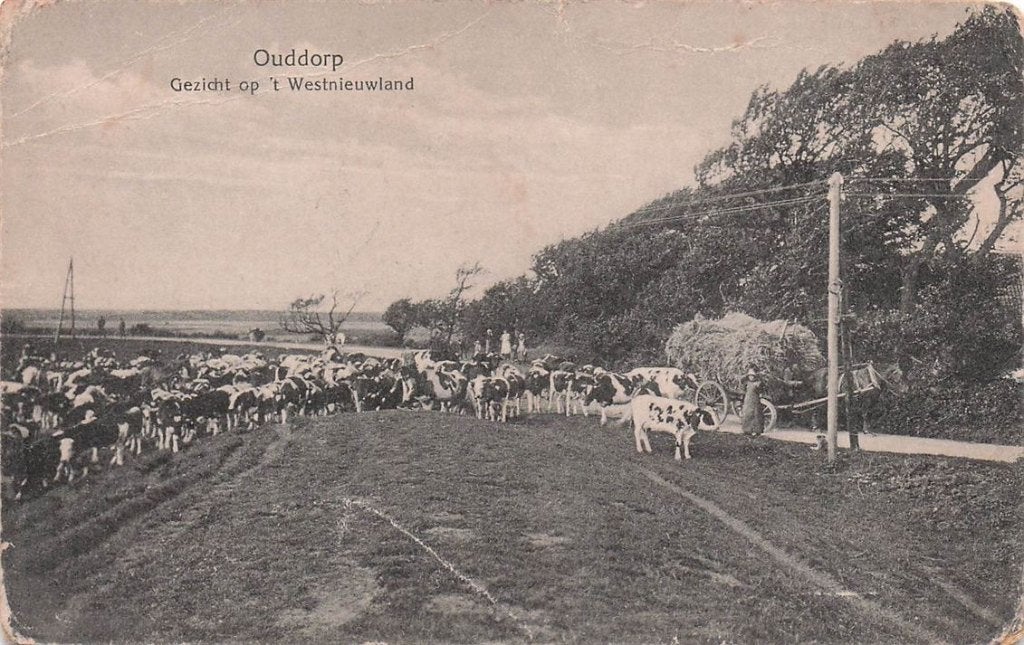 703-049-023 Ouddorp Gezicht op t Westnieuwland, Verzamelen, Ansichtkaarten | Nederland, Verzenden, Voor 1920, Zuid-Holland