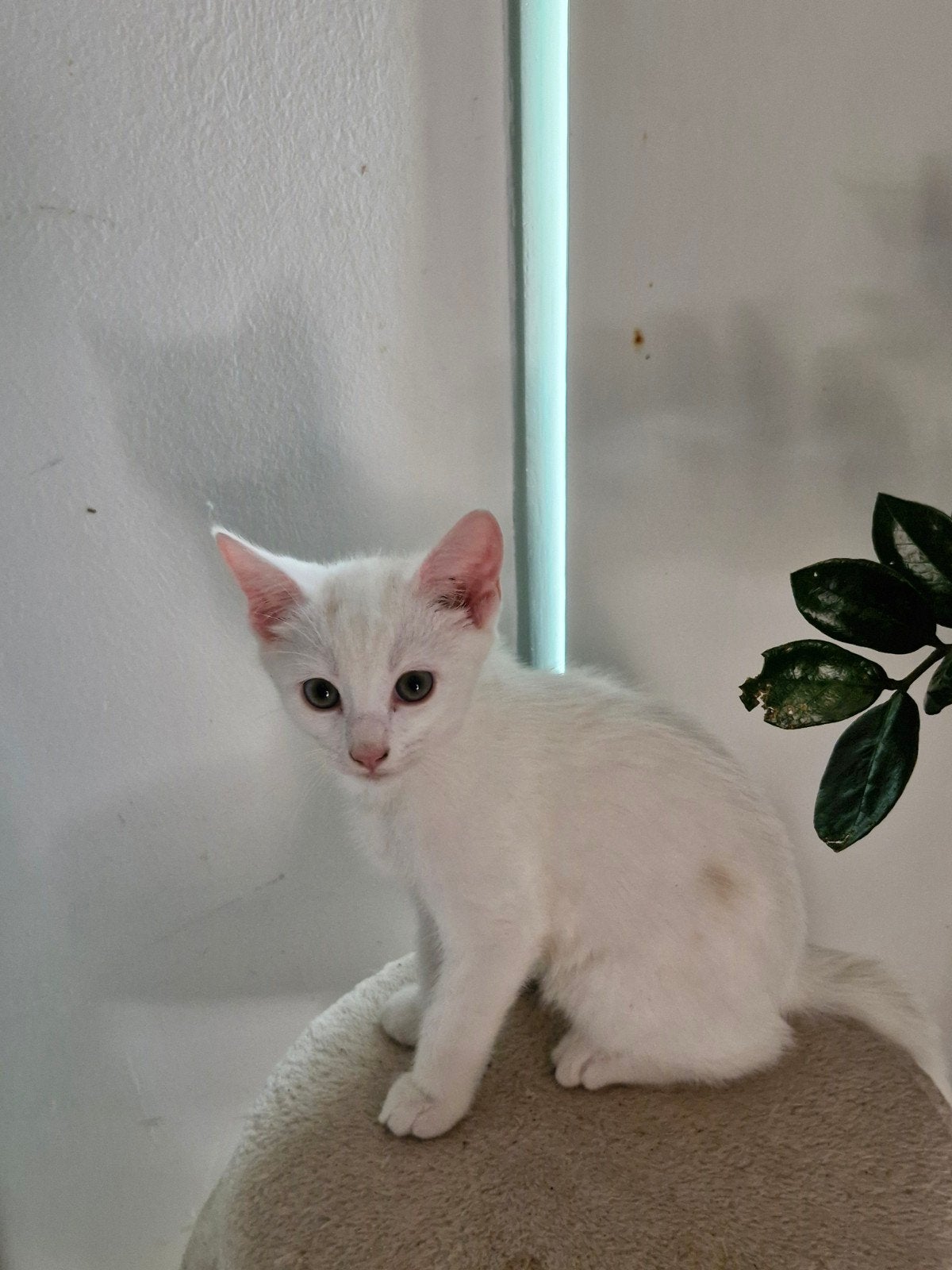 Wit katertje, Kater