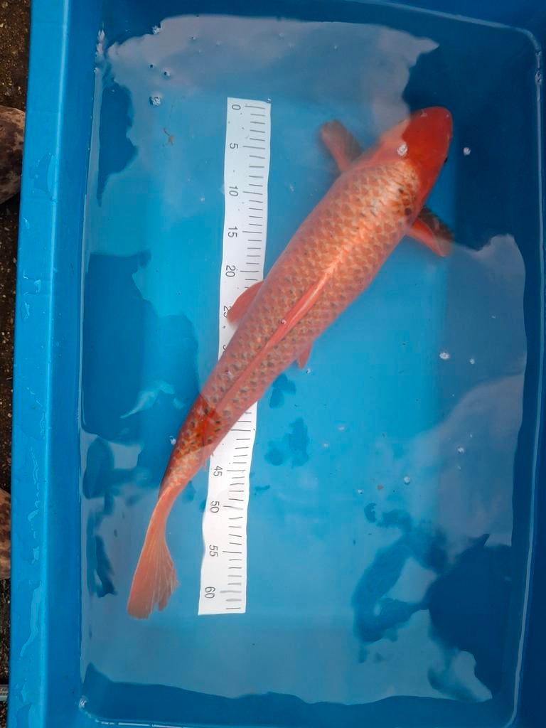 Koi Benigoi 65 cm., Karper of Koi