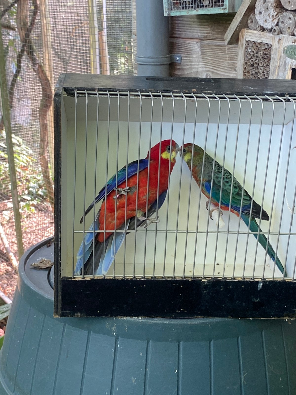 2koppels  Stanley rosellas onverwant., Dieren en Toebehoren, Vogels | Parkieten en Papegaaien, Meerdere dieren, Parkiet