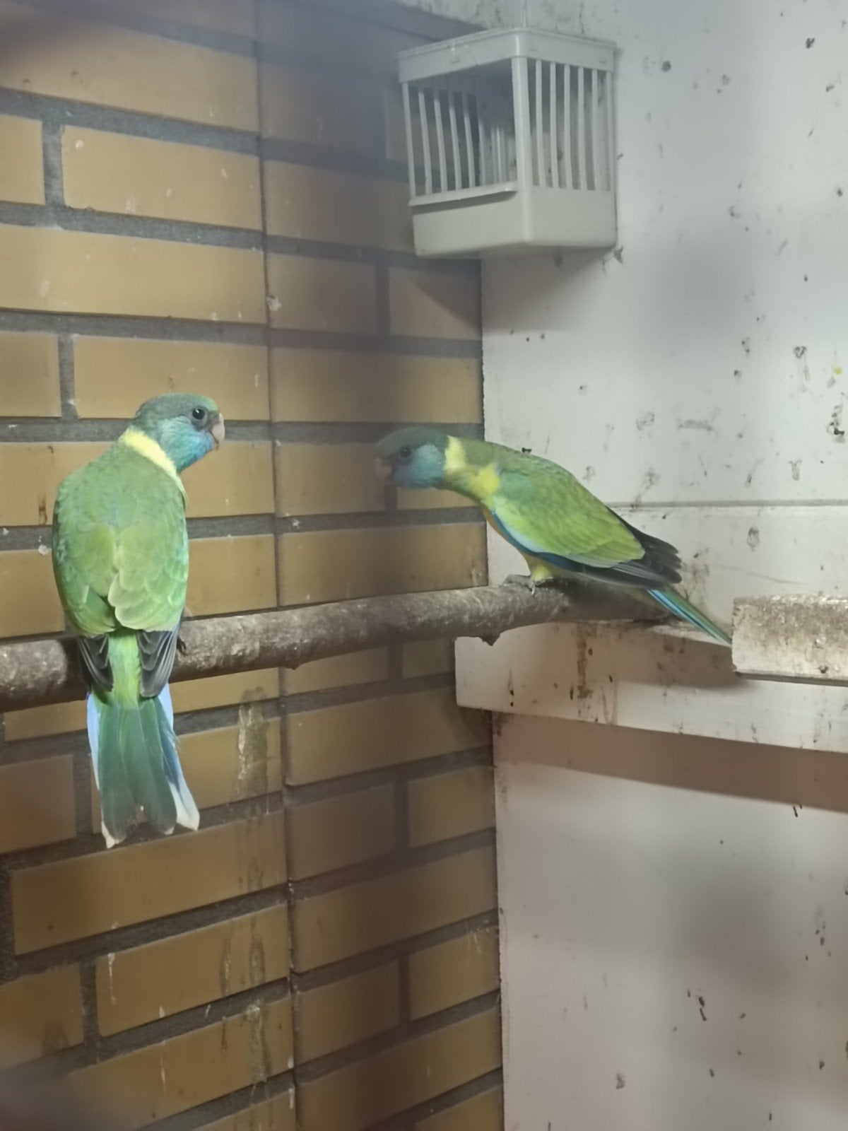 Gezocht cloncurryparkiet man  ovj 22/23 of 24 /25, Dieren en Toebehoren, Meerdere dieren, Parkiet