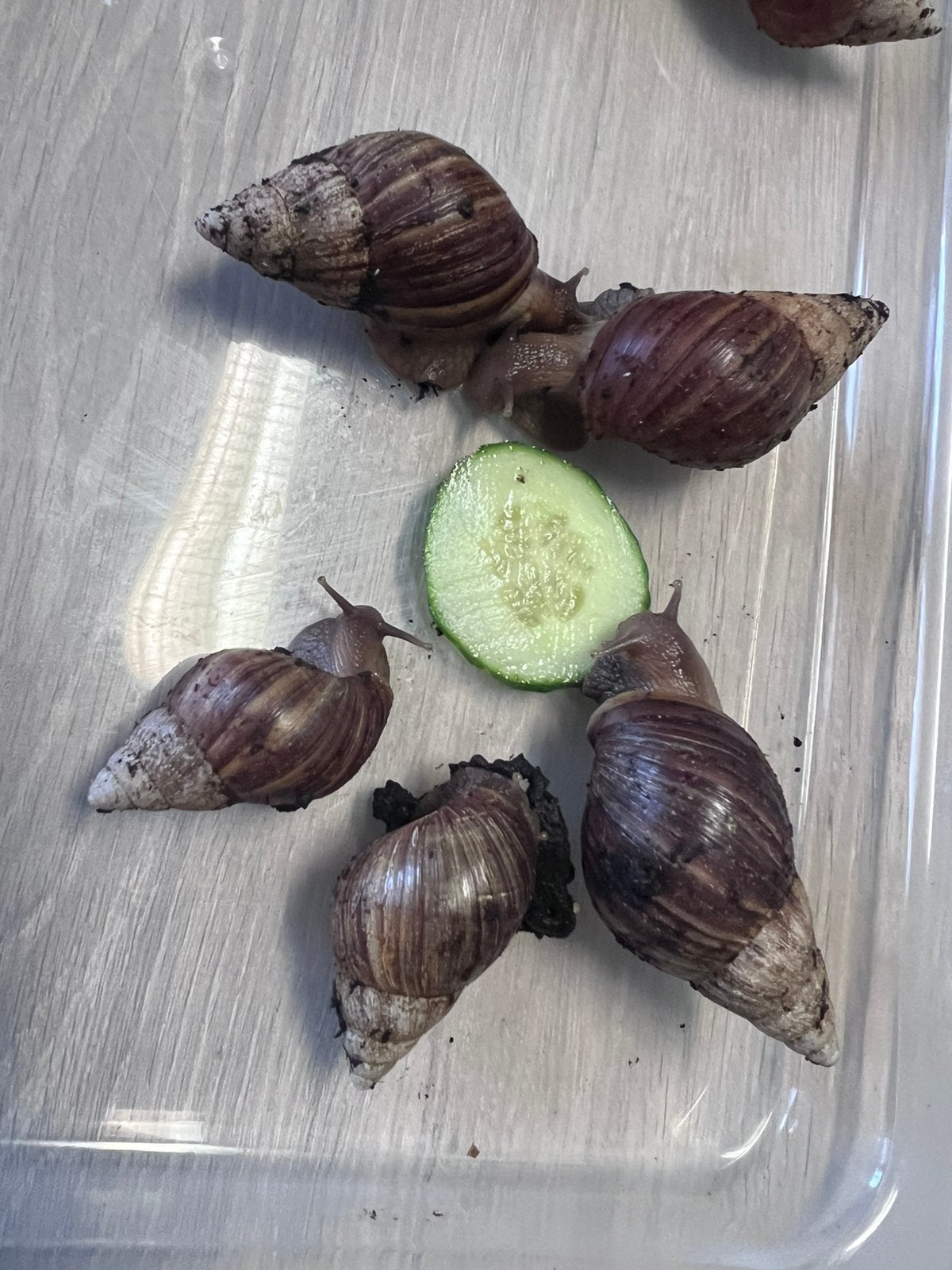 Classic Baby Agaatslakken, Dieren en Toebehoren, Insecten en Spinnen, Overige soorten