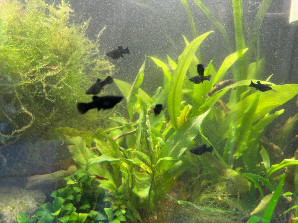 Black molly, Dieren en Toebehoren, Vis, Zoetwatervis, Schoolvis