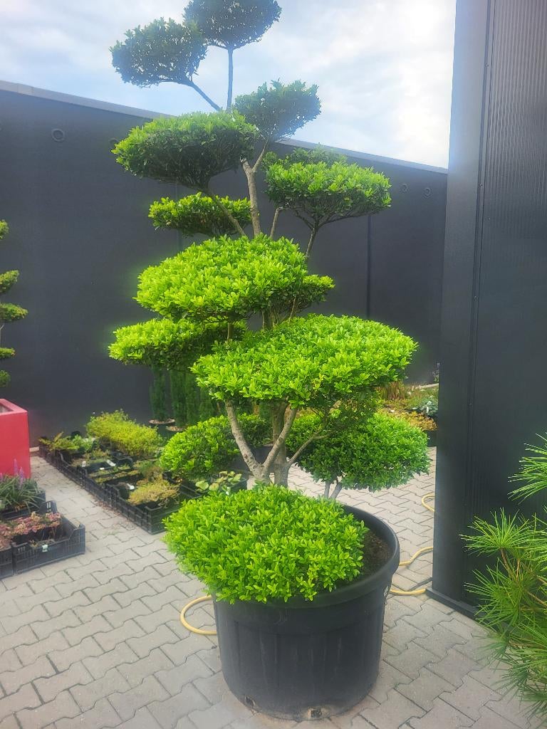 Ilex Crenata Blondie bonsai, Overige soorten, Lente, 100 tot 250 cm, Ophalen
