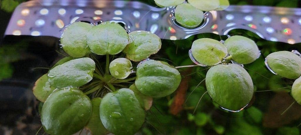 Amazone kikkerbeet, Dieren en Toebehoren, Vissen | Aquaria en Toebehoren, Ophalen, Nieuw, Plant(en), Steen of Hout