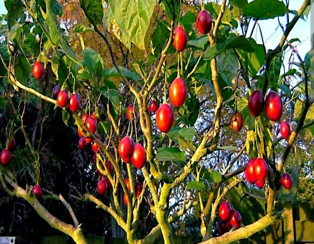 Tamarillo boomtomaat, tuin of moestuin plant, Ophalen, Volle zon, Zomer, Groenteplanten