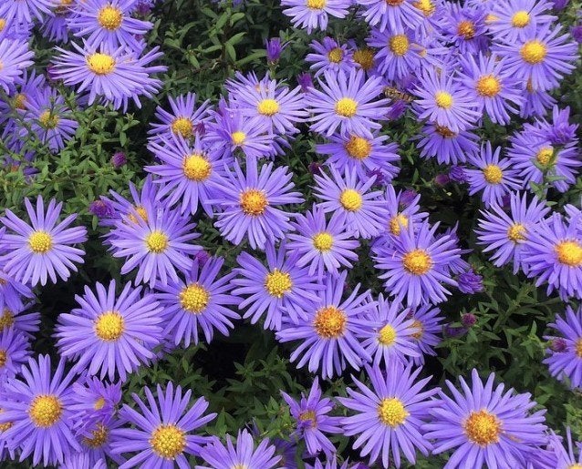 herf Aster    biologisch gekweekt  vaste winterharde plant, Overige soorten, Volle zon, Vaste plant, Ophalen of Verzenden