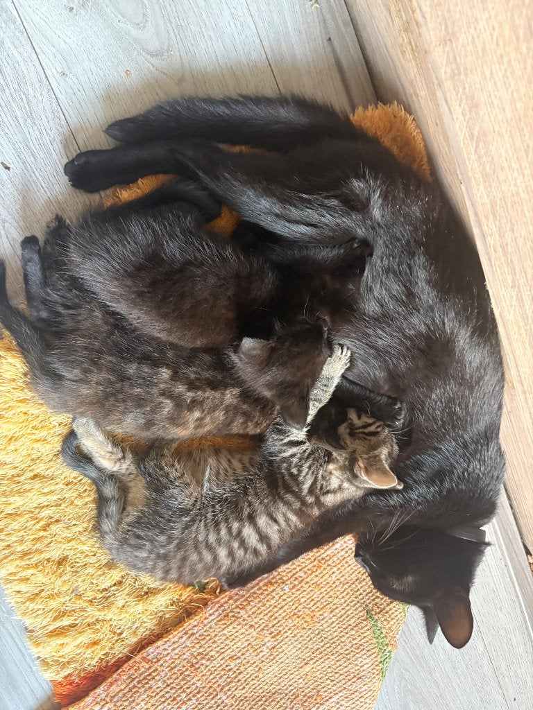 Kittens, Dieren en Toebehoren, Poes, Met stamboom, 0 tot 2 jaar