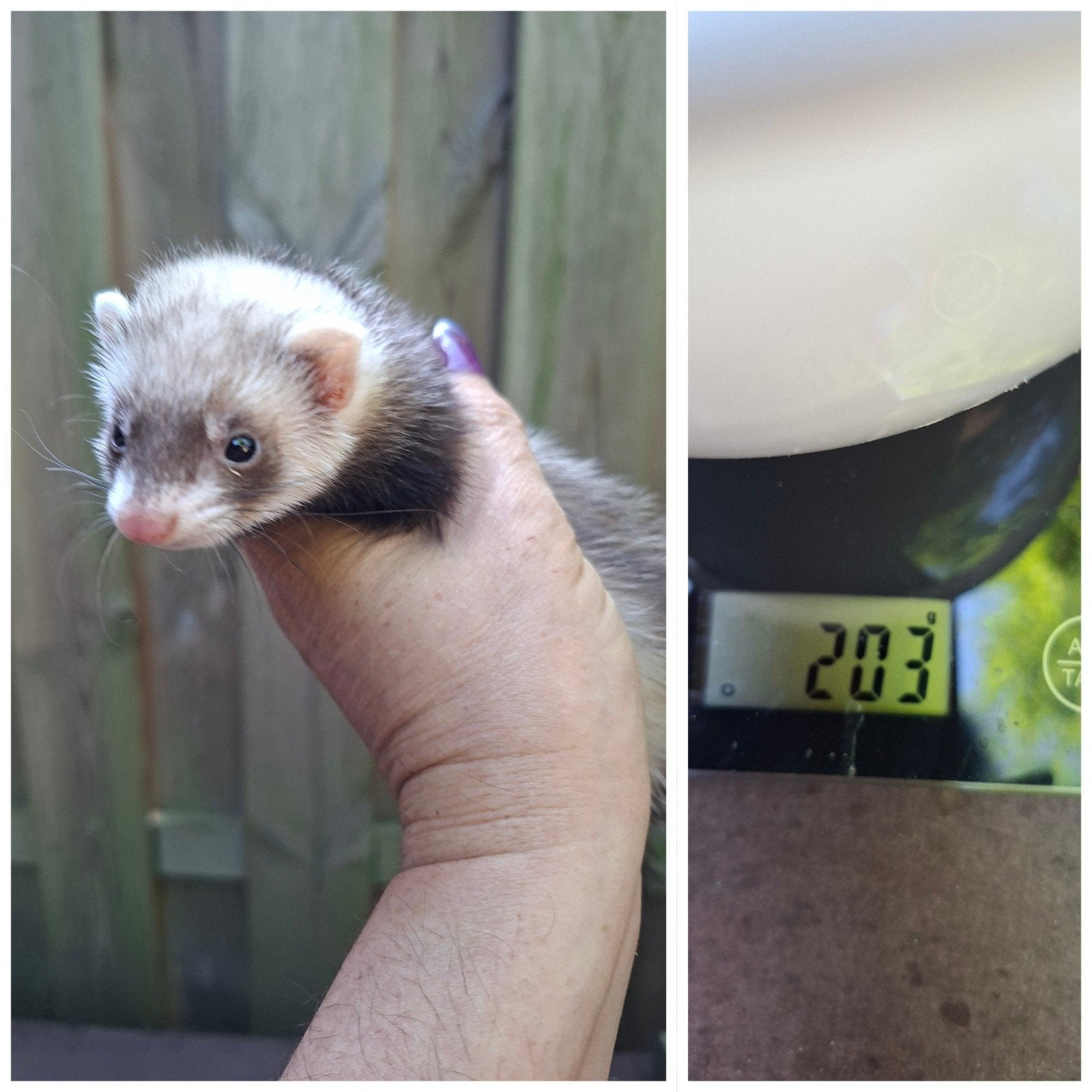 micro fretjes, Juni, Meerdere dieren
