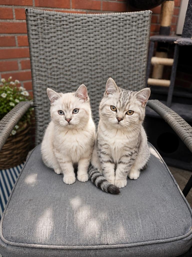 Britse korthaar kittens 💙🩷, Dieren en Toebehoren, Katten en Kittens | Raskatten | Korthaar, Kater, Met stamboom, 0 tot 2 jaar