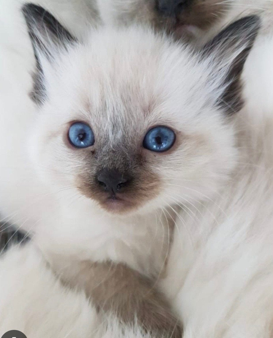Opzoek naar ragdoll seal point kitten met stamboom, Poes, Met stamboom