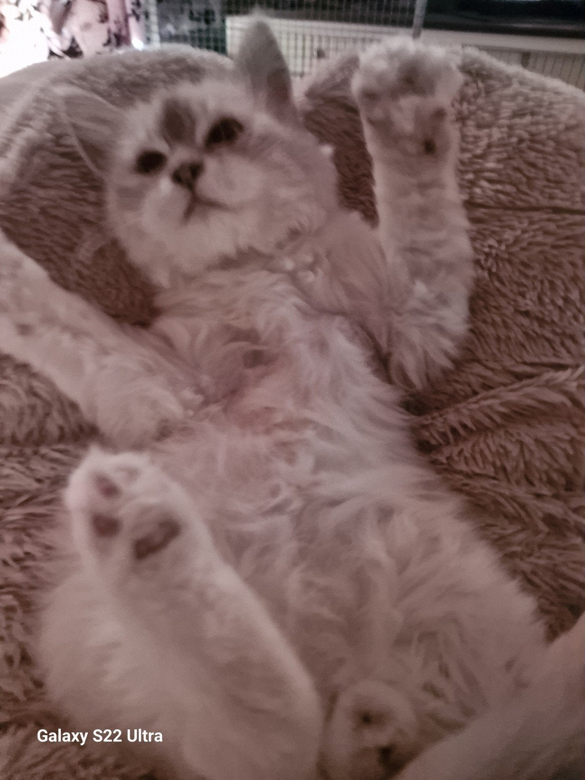 100% ♡ Siberishe kitten met stamboom, Meerdere dieren, Ontwormd, 0 tot 2 jaar