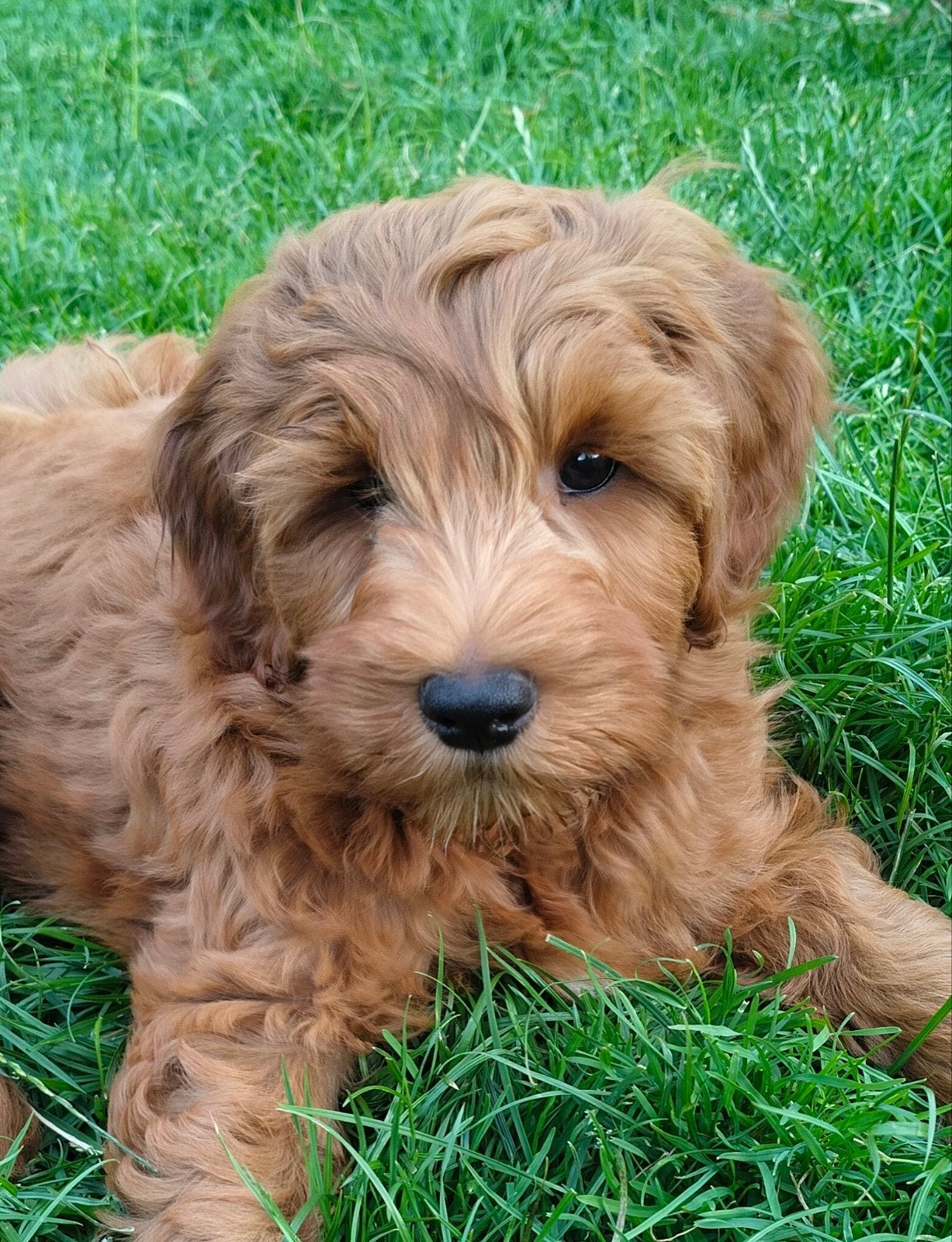 Mini /kleine medium Australian Labradoodle pups, 8 tot 15 weken, Meerdere, Meerdere dieren, Nederland
