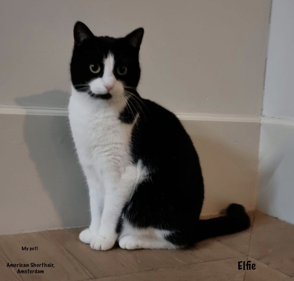 Leuke, lieve poes, Poes, Gechipt