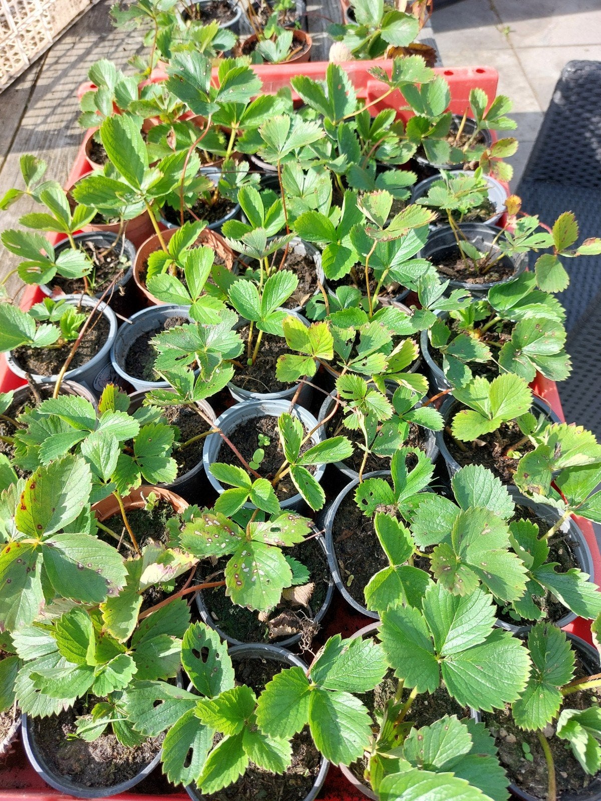 50 BIOLOGISCHE aardbeienplanten in pot, goed geworteld, Ophalen, Minder dan 100 cm, Overige soorten, In pot