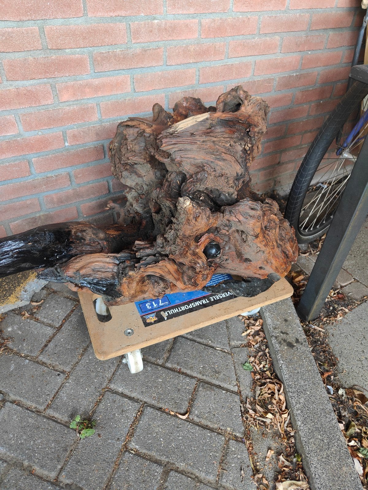 Te koop heel mooie kunst stronk van olijfhout, Ophalen
