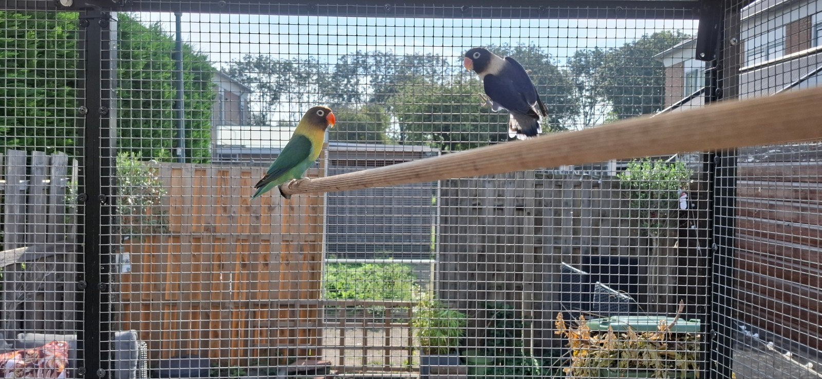 Te koop! 2 x Agapornis Personata koppel, Dieren en Toebehoren, Meerdere dieren, Dwergpapegaai of Agapornis