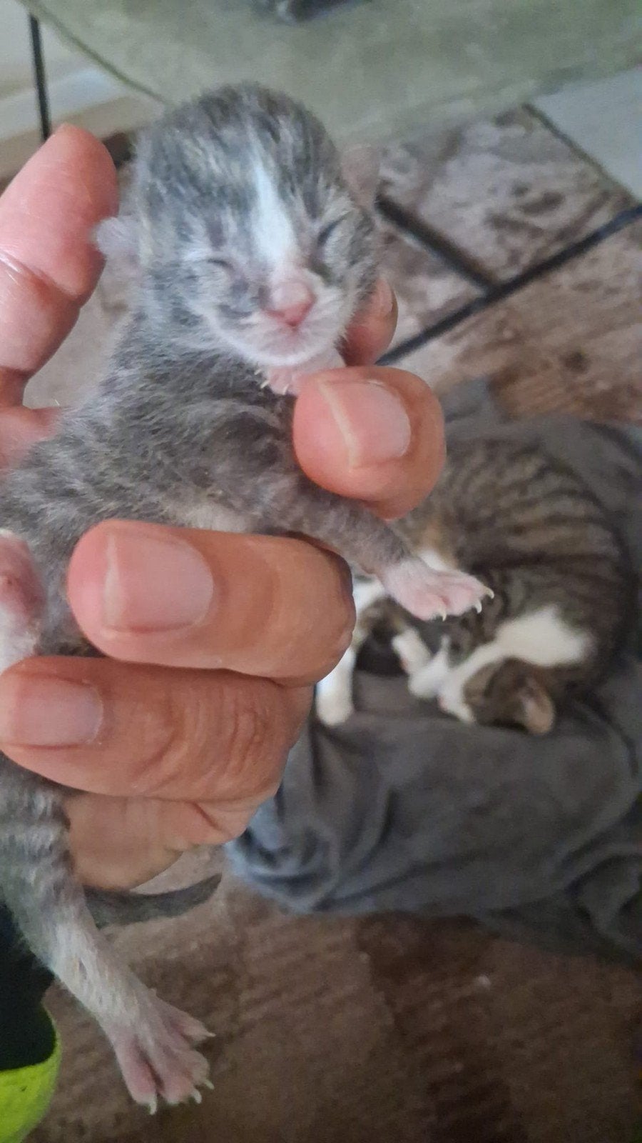 Kitten tekoop, Geslacht onbekend