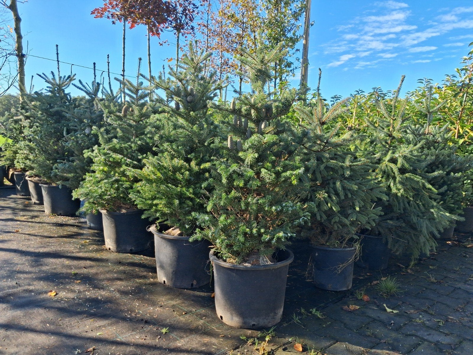 Koreana, Omorika, Blauwspar pot geworteld! Nu €20,-, Ophalen of Verzenden, Vaste plant, Overige soorten, Volle zon