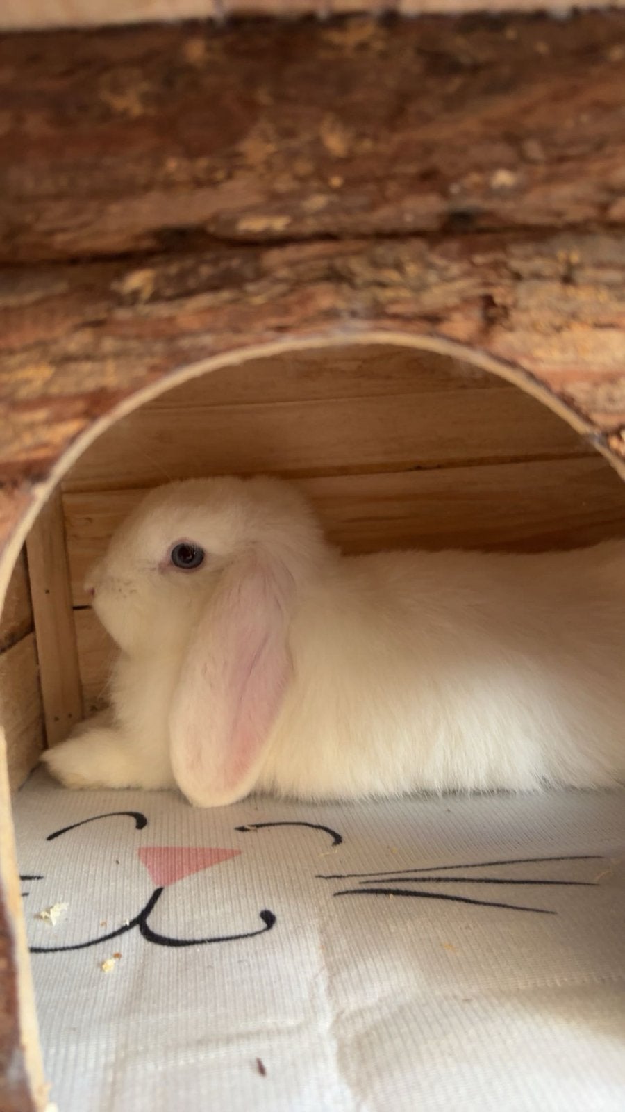 Hangoor konijn, Dieren en Toebehoren, Vrouwelijk, Dwerg, Hangoor