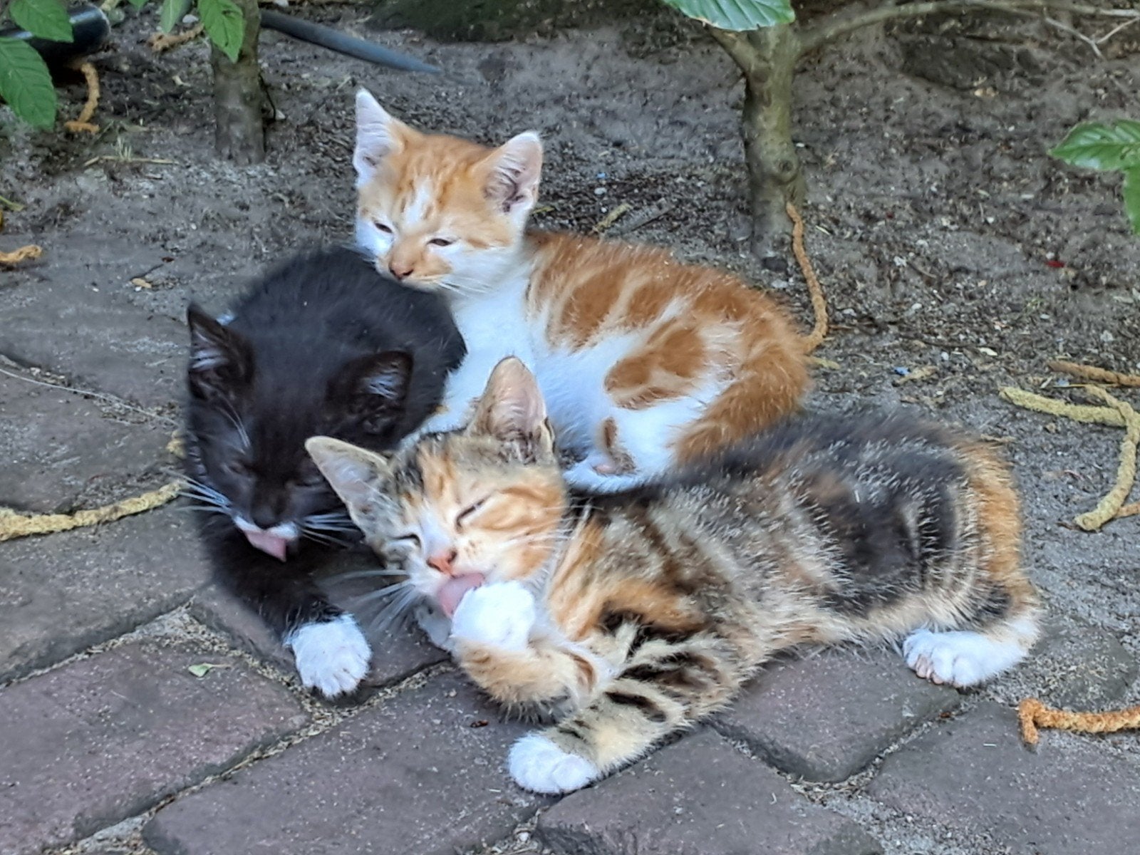 Kittens, Dieren en Toebehoren