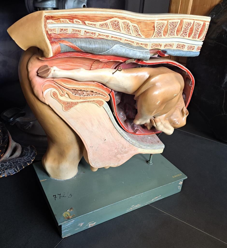 groot oud SOMSO anatomisch model koe met kalf Bekken model, Ophalen, Gebruikt, Boerderijdier, Overige typen