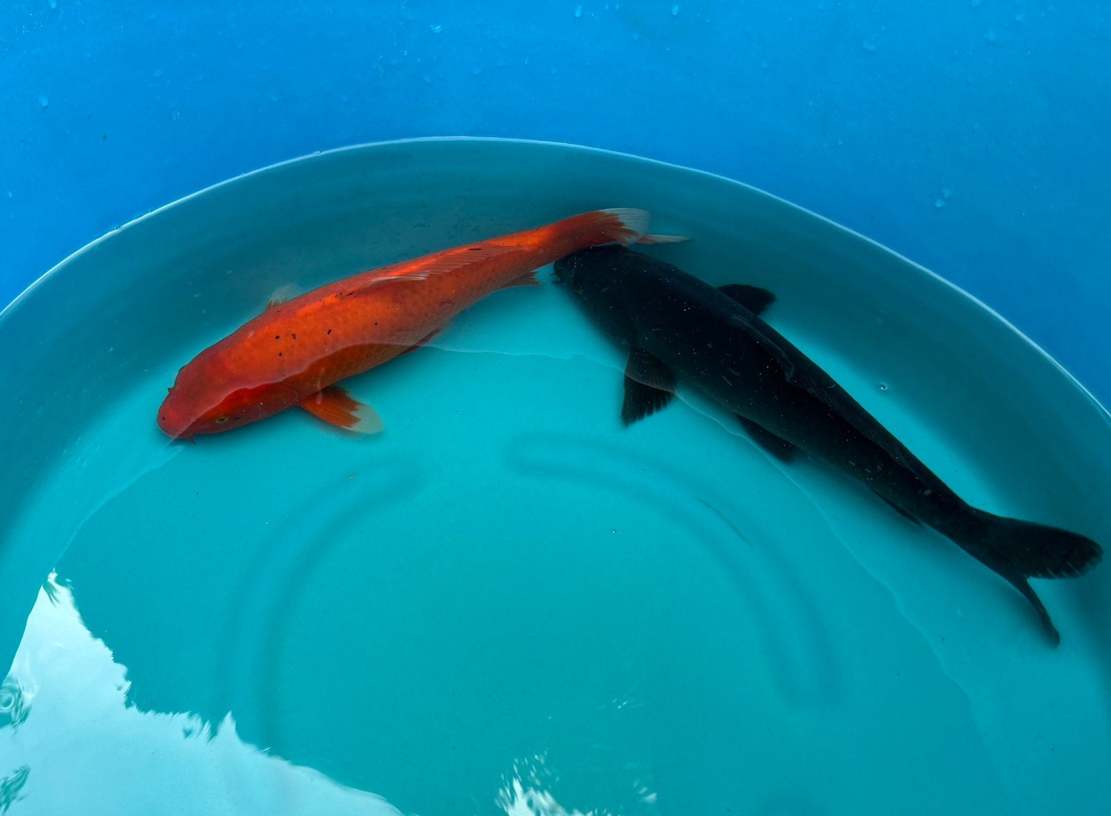 2 Koi 40 centimeter samen voor 40 euro!, Dieren en Toebehoren, Vissen | Vijvervissen
