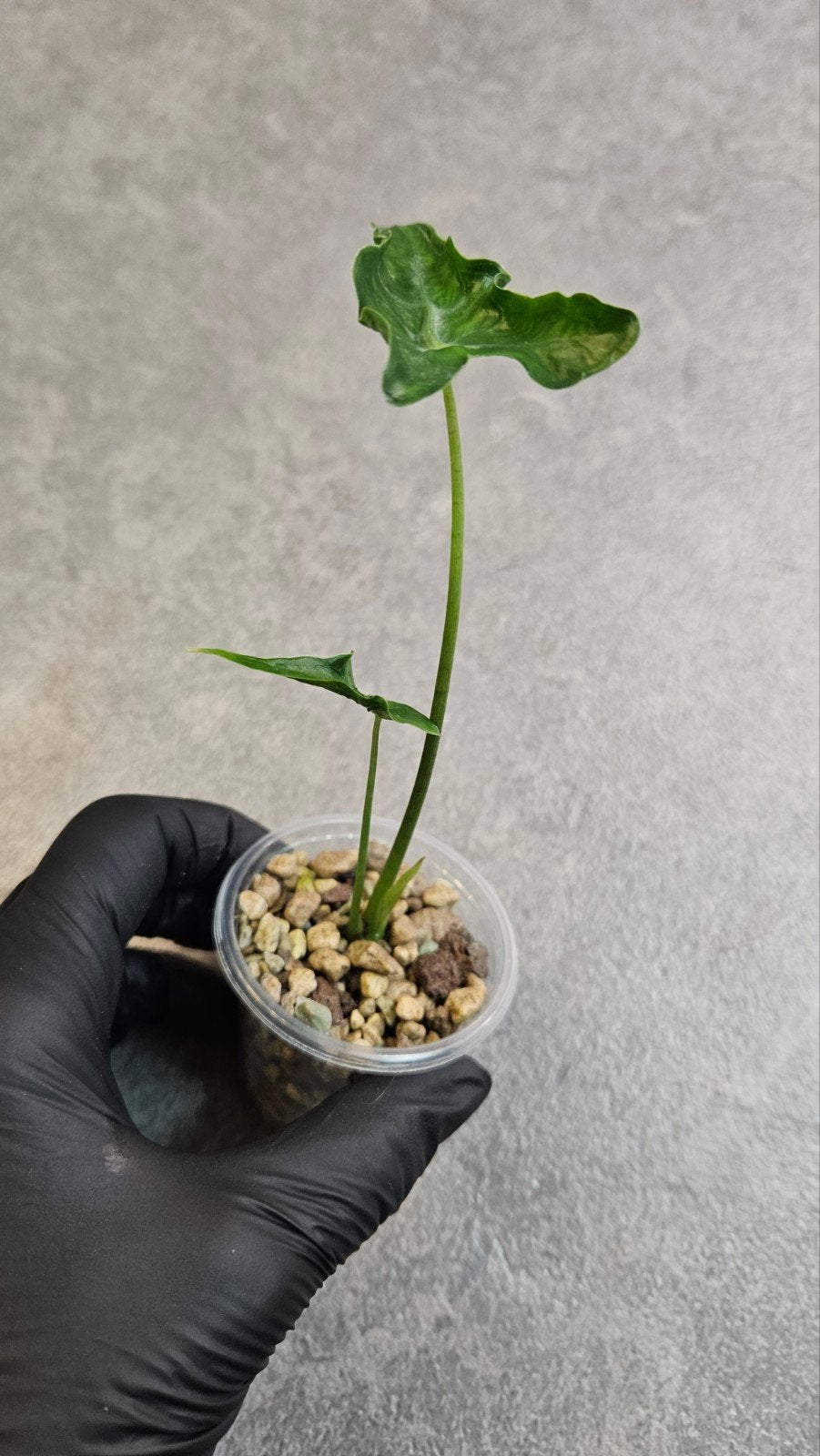 Alocasia Teletubbie, Ophalen of Verzenden, Halfschaduw, Minder dan 100 cm