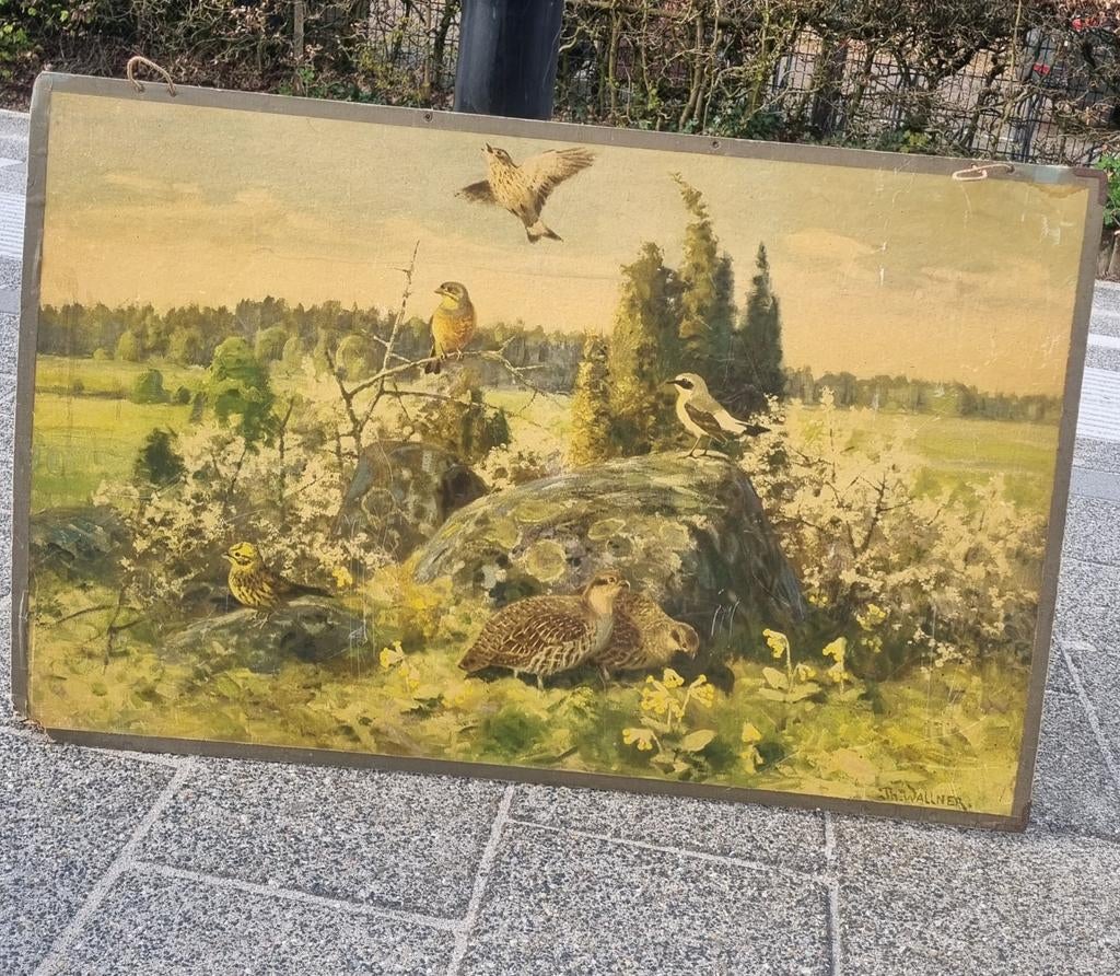 Antieke schoolplaat Vogels in landschap, Antiek en Kunst, Kunst | Schilderijen | Klassiek, Ophalen of Verzenden