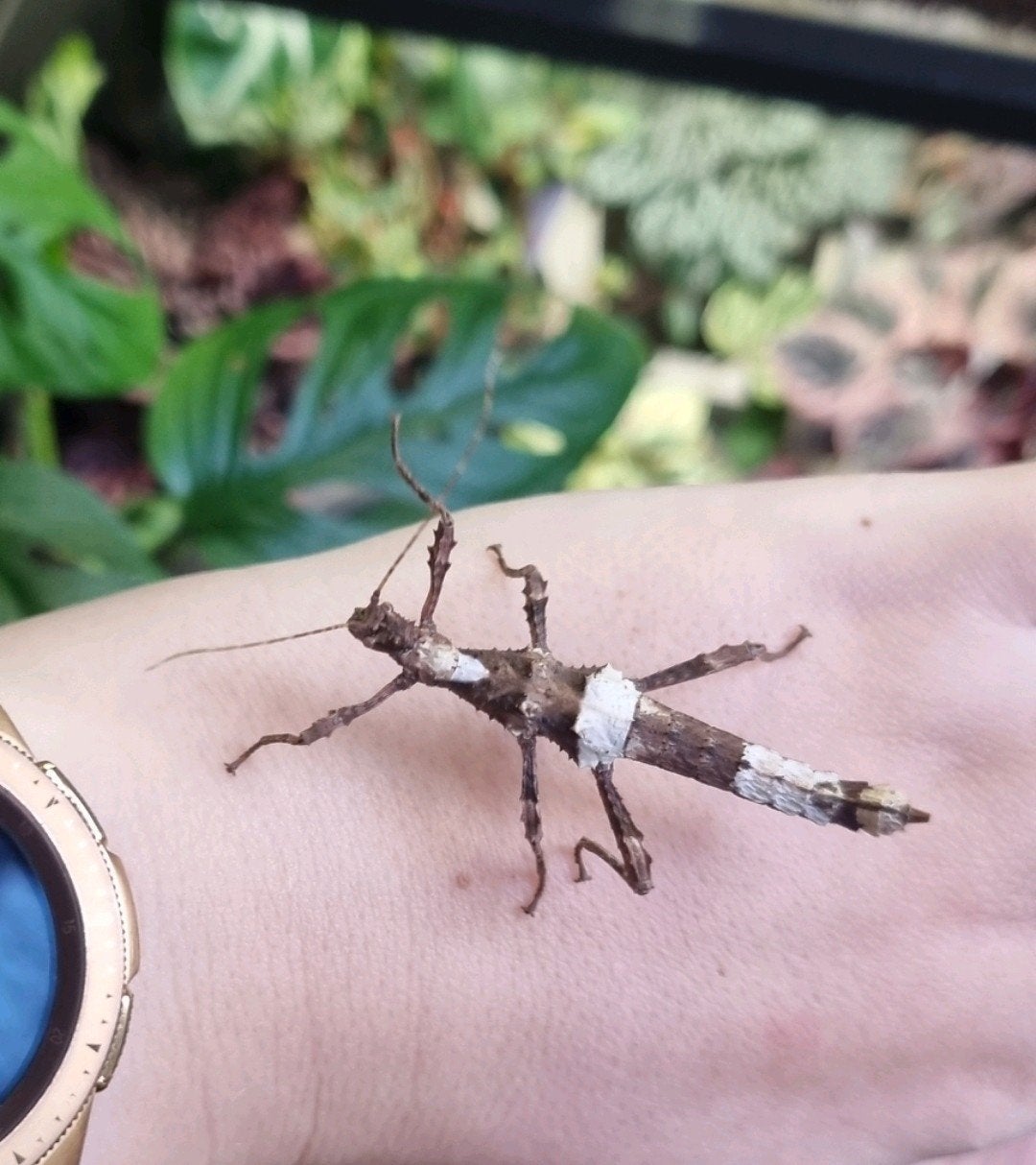 Eitjes wandelende tak: Sungaya aeta, Wandelende tak