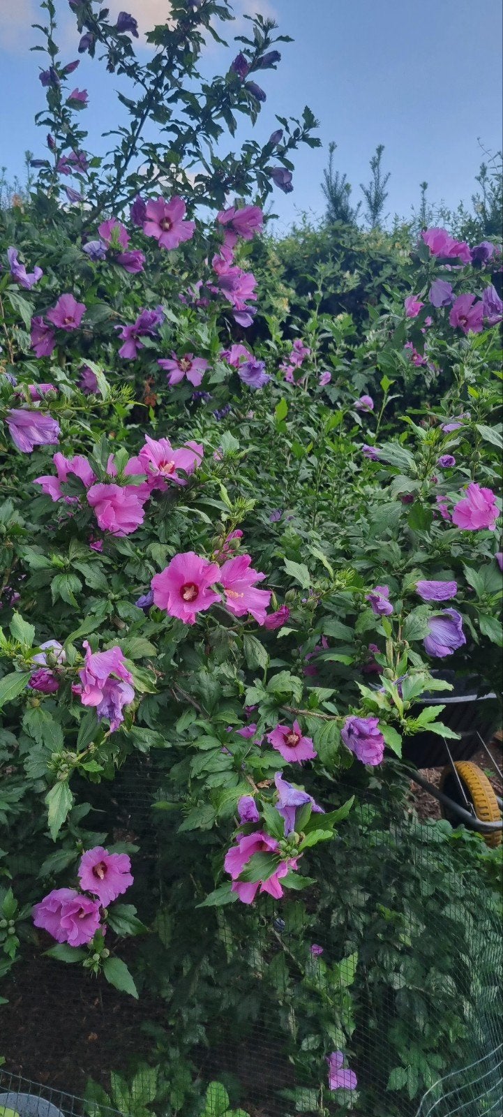 Hibiscus zaailingen, Ophalen, Overige soorten, Volle zon