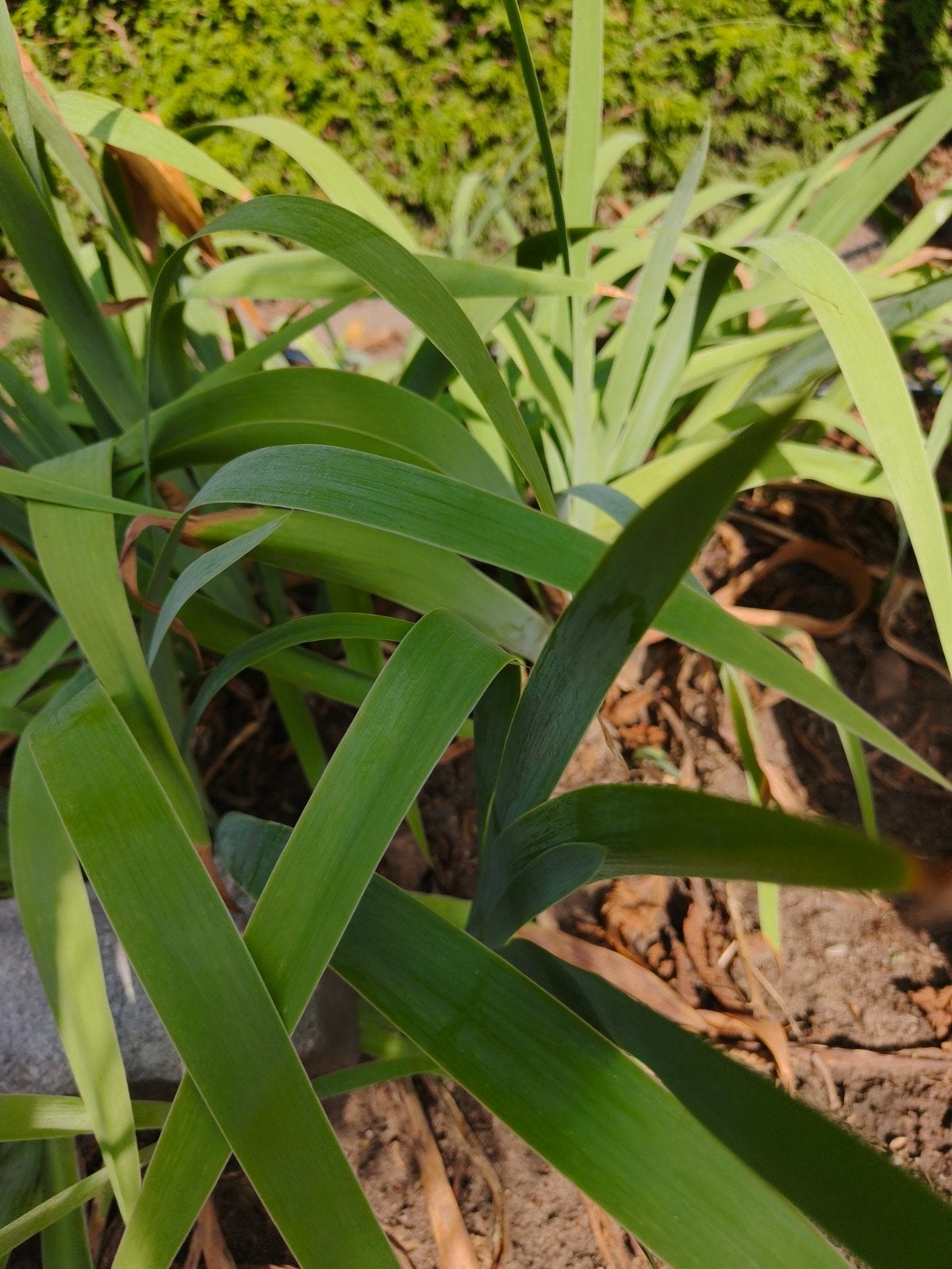 lelie paars, Tuin en Terras, Planten | Tuinplanten, Ophalen, Overige soorten, Volle zon