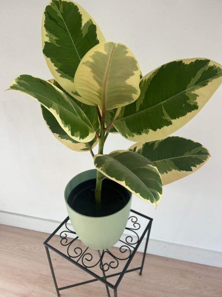 Ficus Elastica Tineke plantje, rubberplant, Ophalen, Ficus, Halfschaduw, Minder dan 100 cm