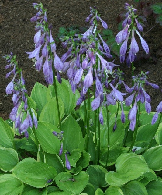 Hosta - Prachtige bladplant met paarse bloemen, Overige soorten, Vaste plant, Ophalen of Verzenden, Halfschaduw
