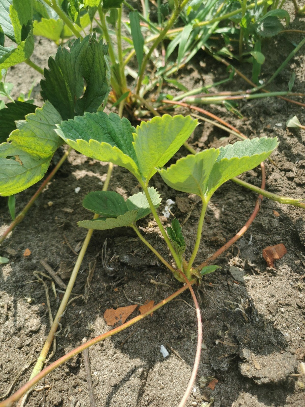 Verse aardbeiplanten voor uw tuin. 10 voor 5 euro, Volle zon, Vaste plant, Ophalen of Verzenden, Zomer