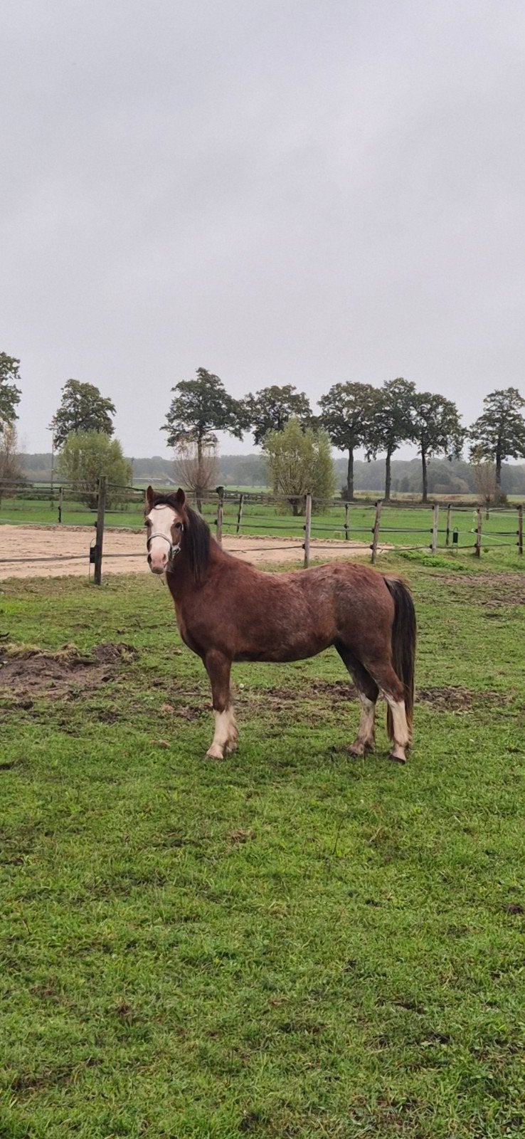 leuke welsh A mountain pony, Merrie, A pony (tot 1.17m), 3 tot 6 jaar